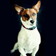 Pedigree 
Watches of Dog Breeds