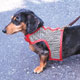 Pedigree 
Watches of Dog Breeds