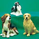 Bank of Dogs
