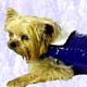 Raincoat